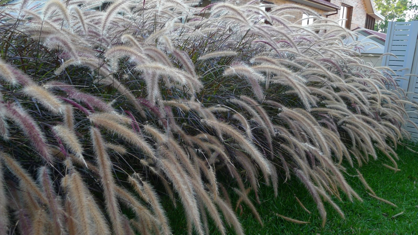 Climate Resilient Plant Research